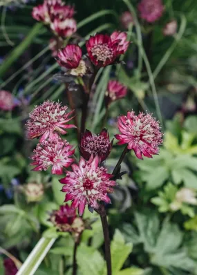 Astrantia major Sparkling Stars Red