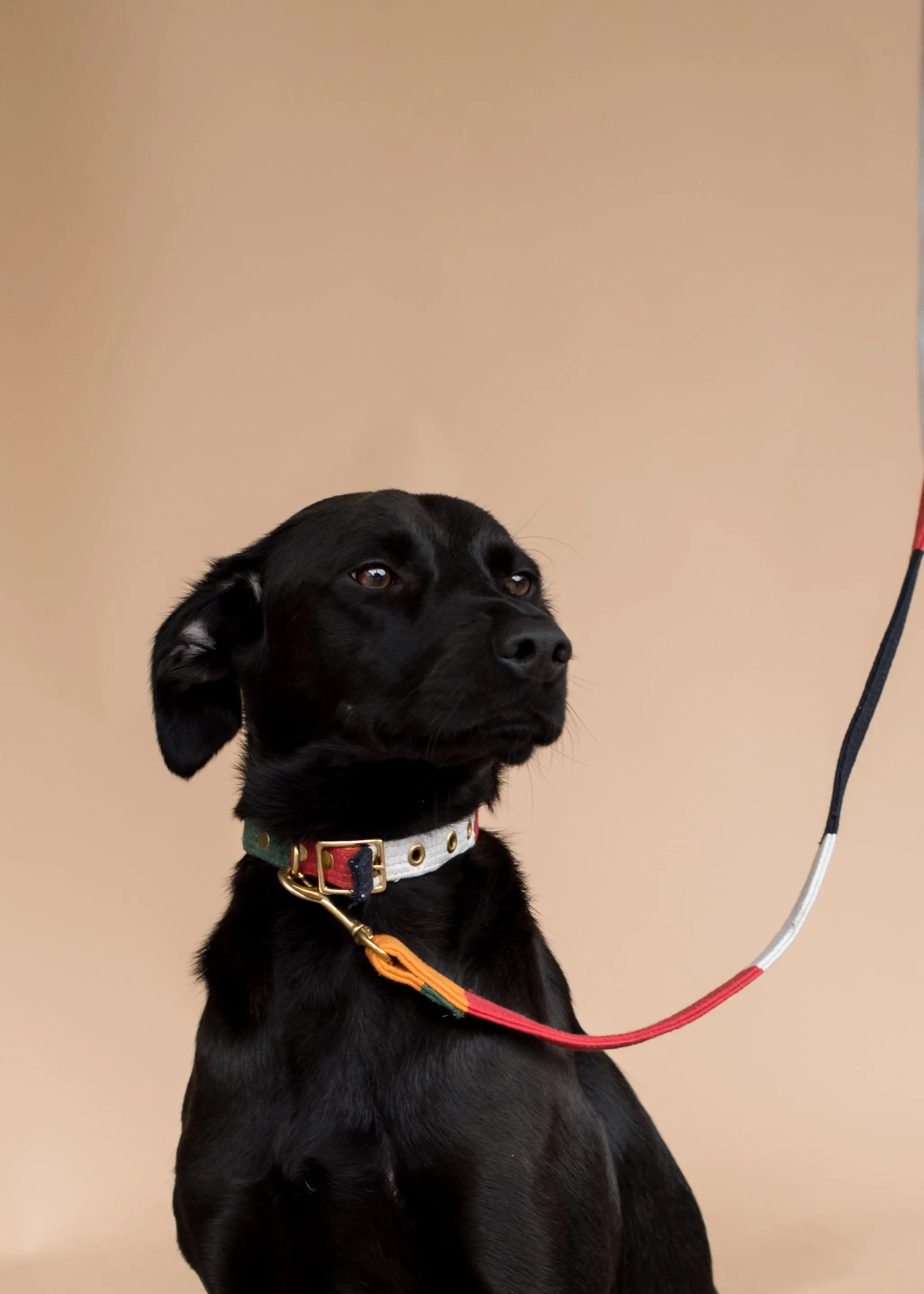 BEAST   BABE | Tiny Dino Slip Collar