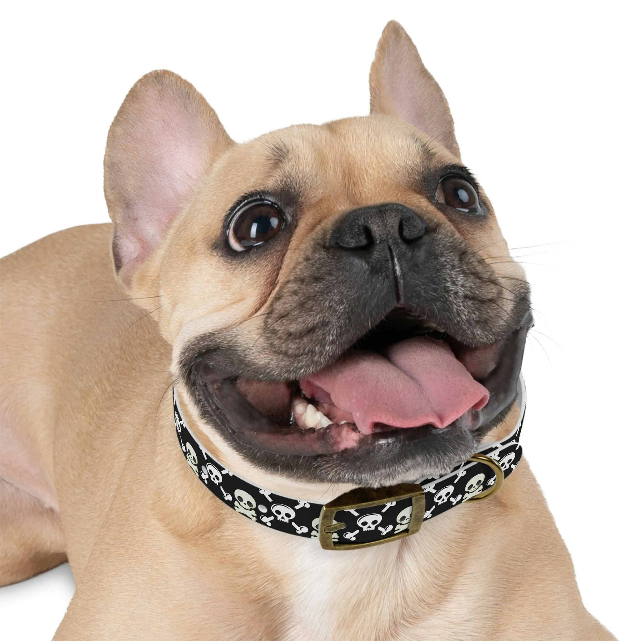 Black Skull & Crossbones Dog Collar 4 Buckle Colors