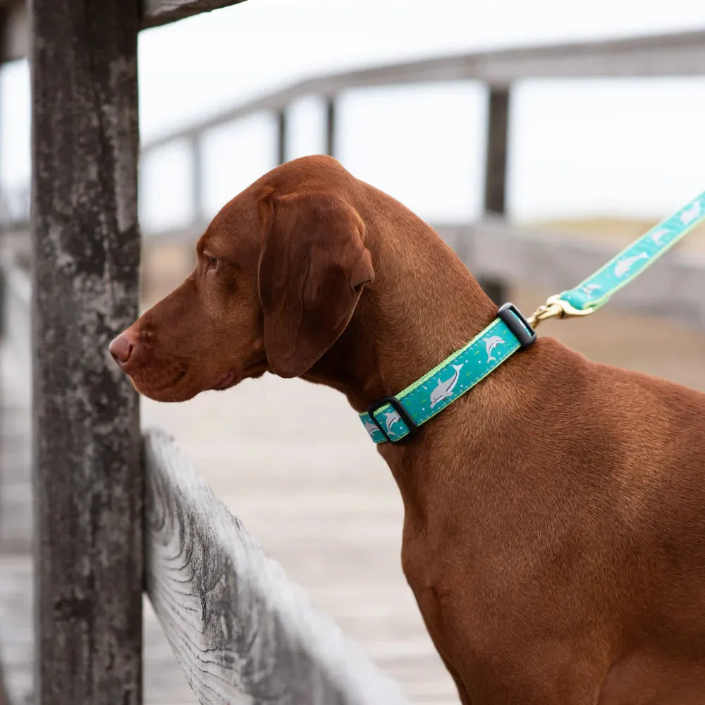 Collar | Dolphins