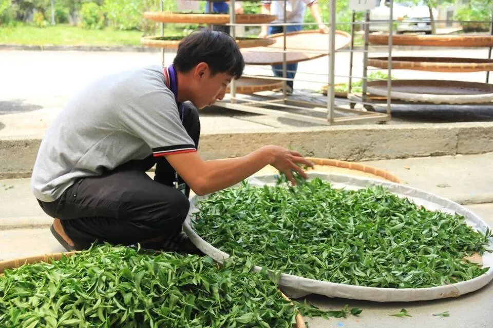 Gohobi Premium Red Oolong Tea (Taitung, Taiwan)