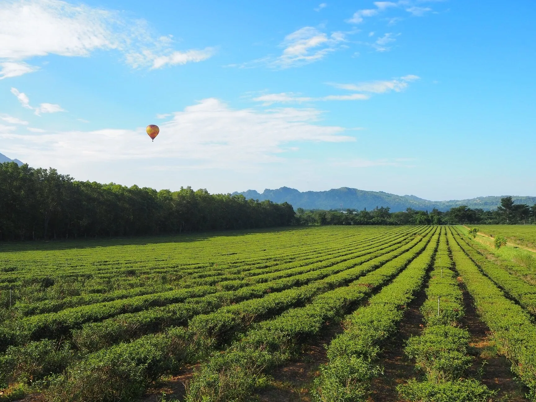 Gohobi Premium Red Oolong Tea (Taitung, Taiwan)