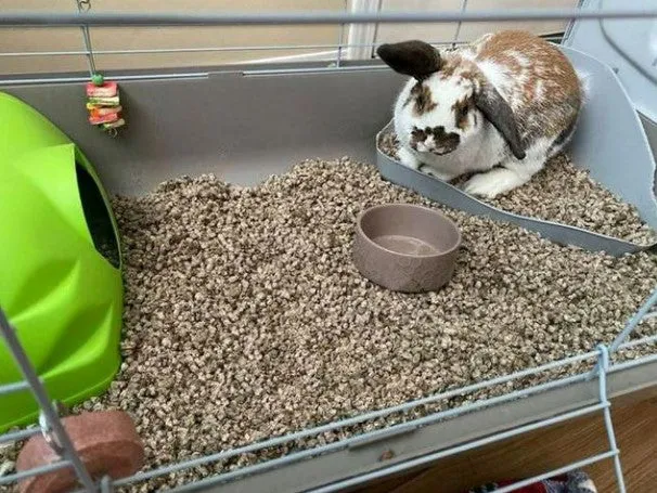 Hemp Sense Kritter's Animal Bedding