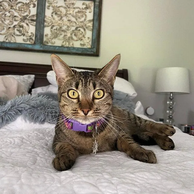 Pascal cat collar, Tangled Rapunzel cat collar, Punzie, Pascal tangled collar, Sidekick cat collar, Disney cat collar, Breakaway cat collar